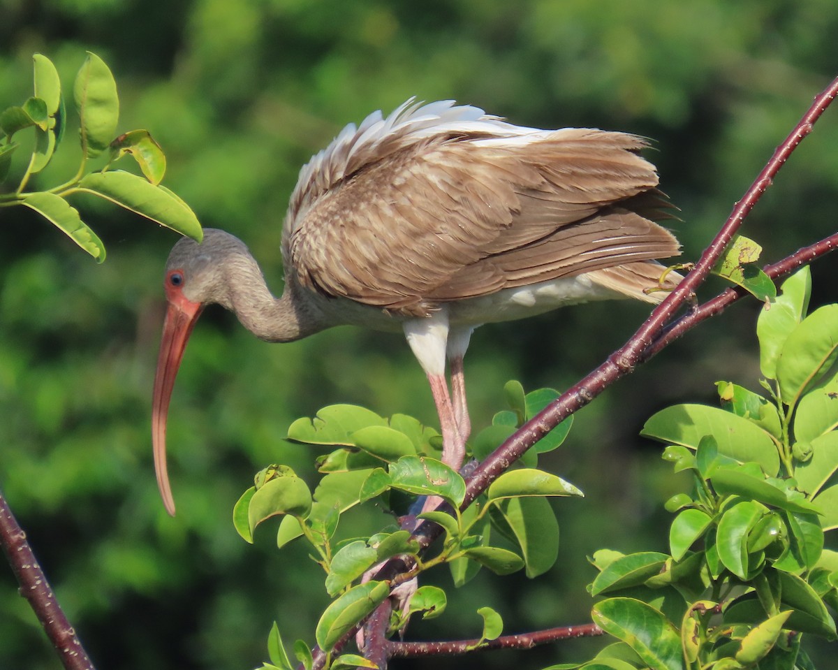 White Ibis - ML659766756