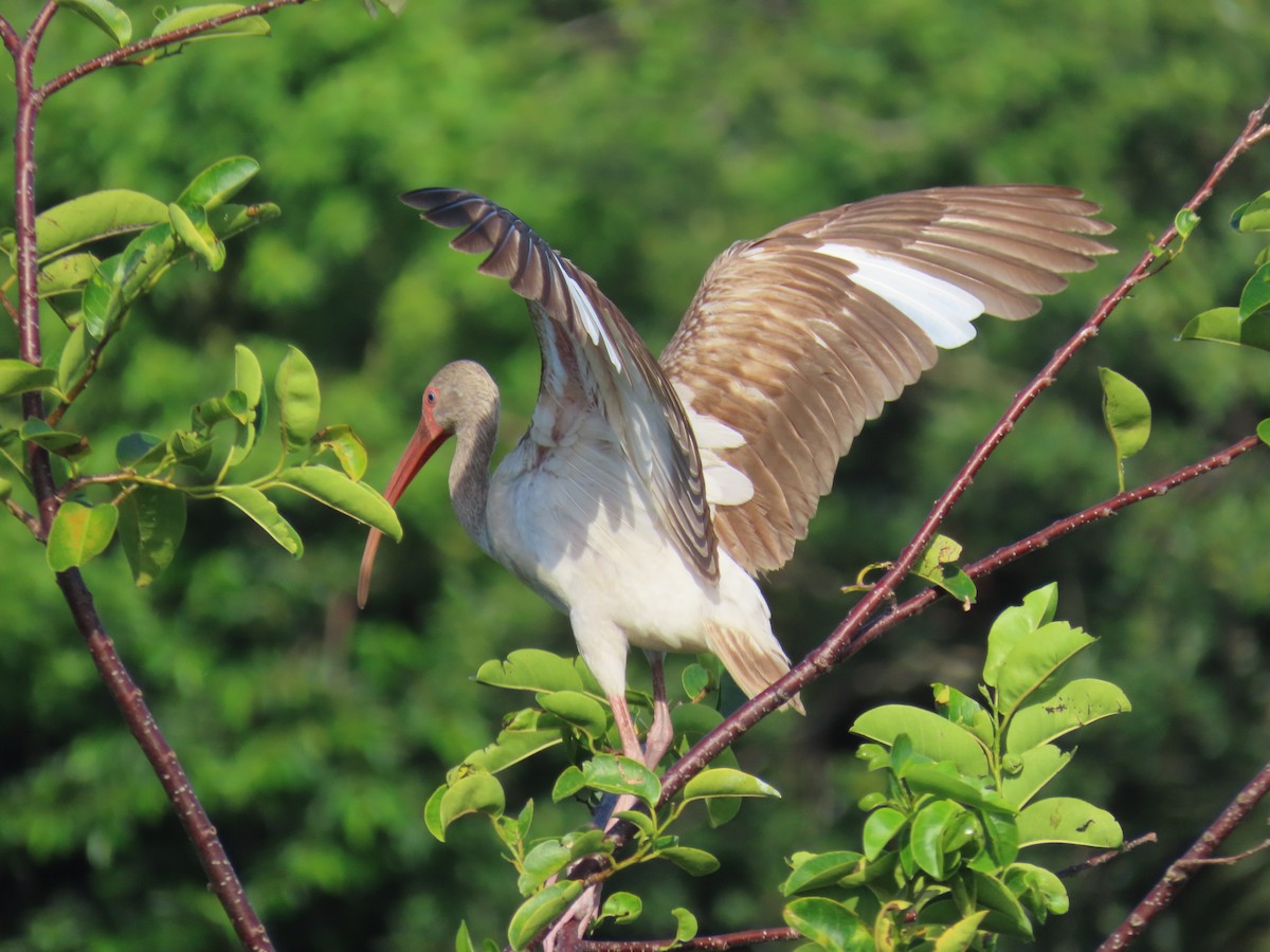 White Ibis - ML659766758