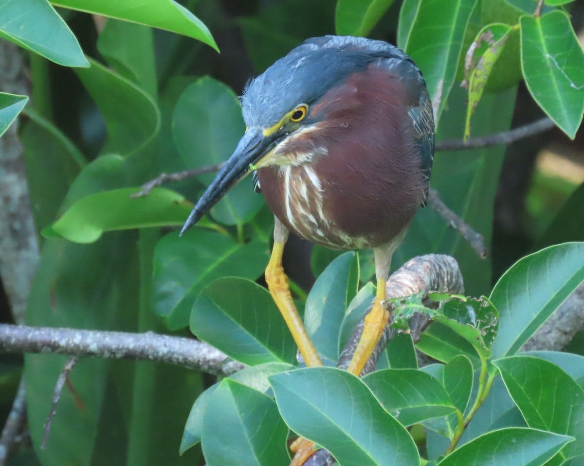 Green Heron - ML659766790