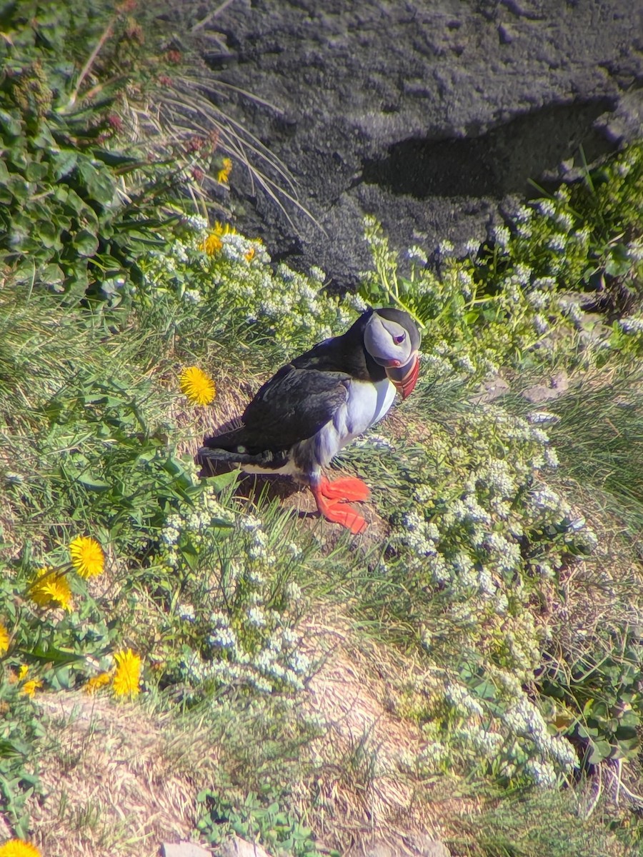 Atlantic Puffin - ML659766793
