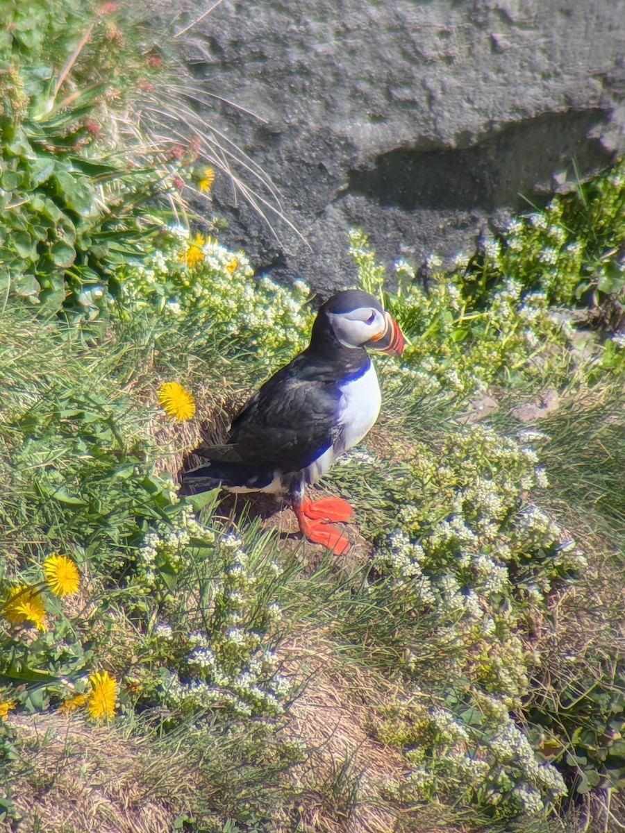 Atlantic Puffin - ML659766794