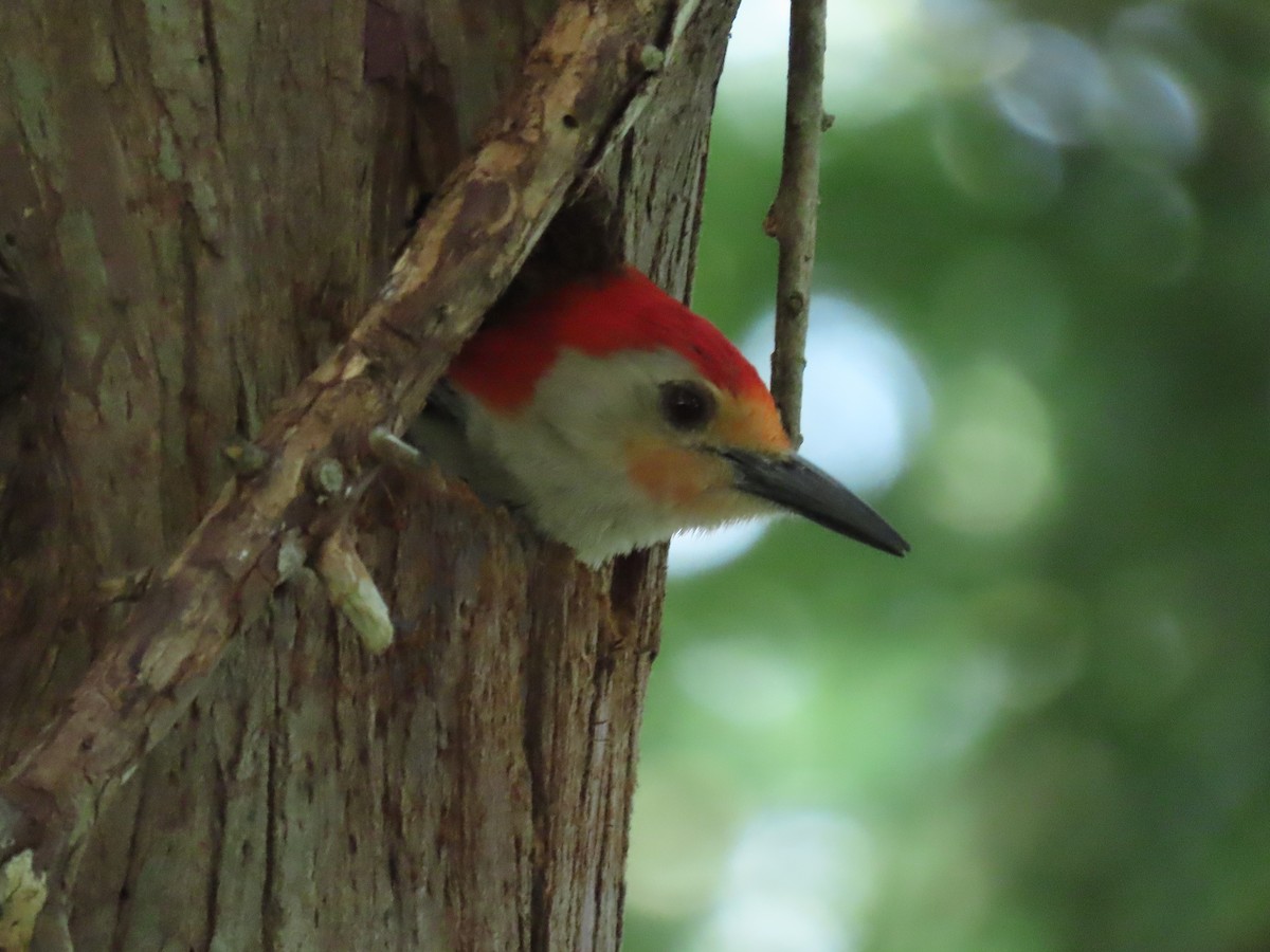 Red-bellied Woodpecker - ML659766805