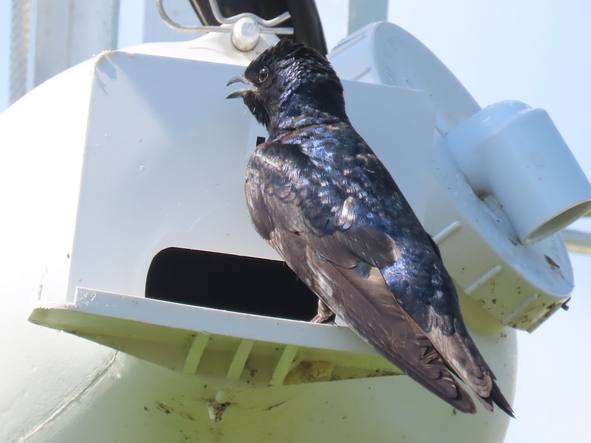 Purple Martin - ML659766821
