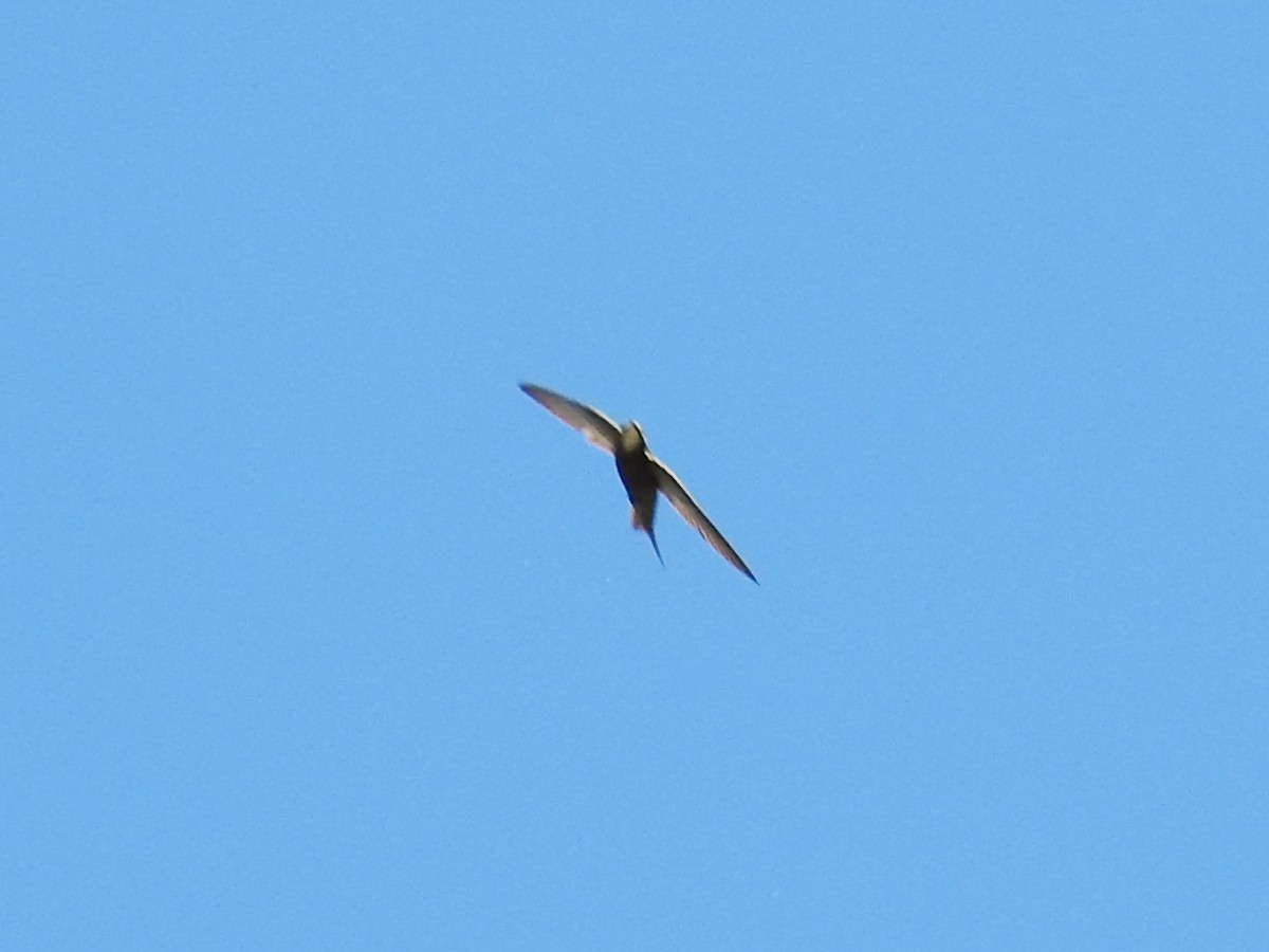 Common Swift - ML659767029