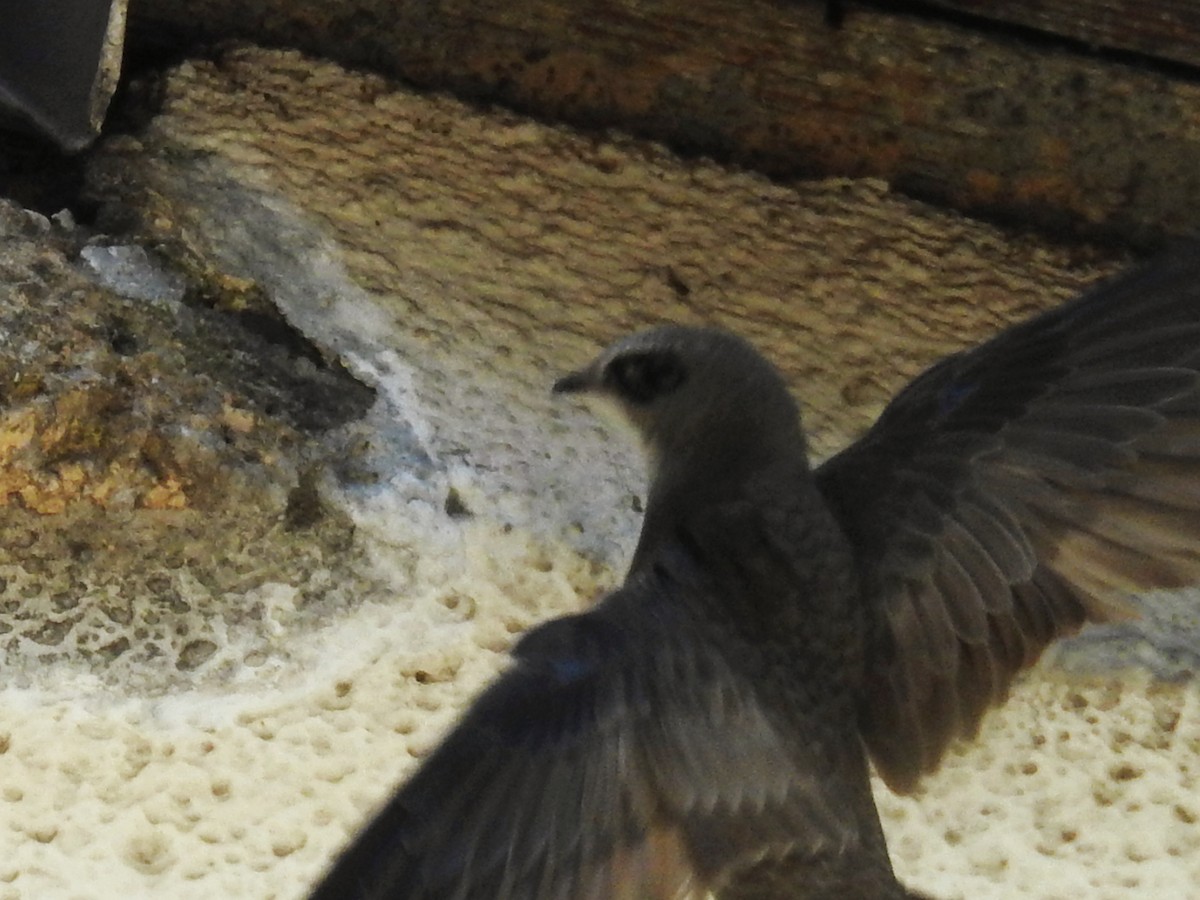 Common Swift - ML659767033
