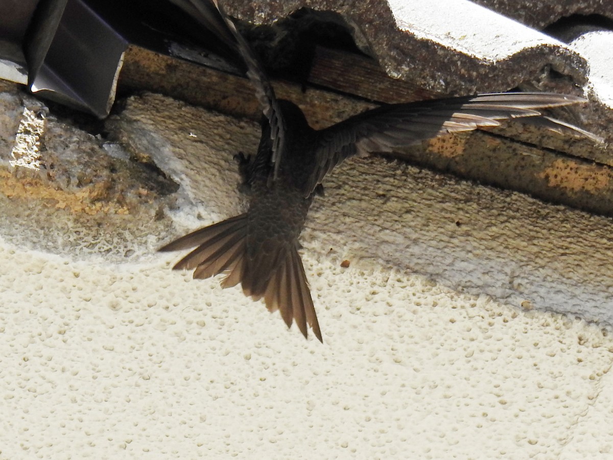 Common Swift - ML659767035