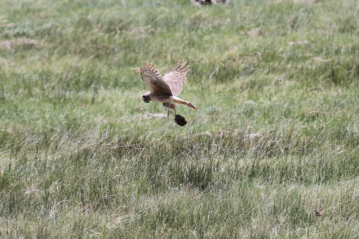 Northern Harrier - ML659767700
