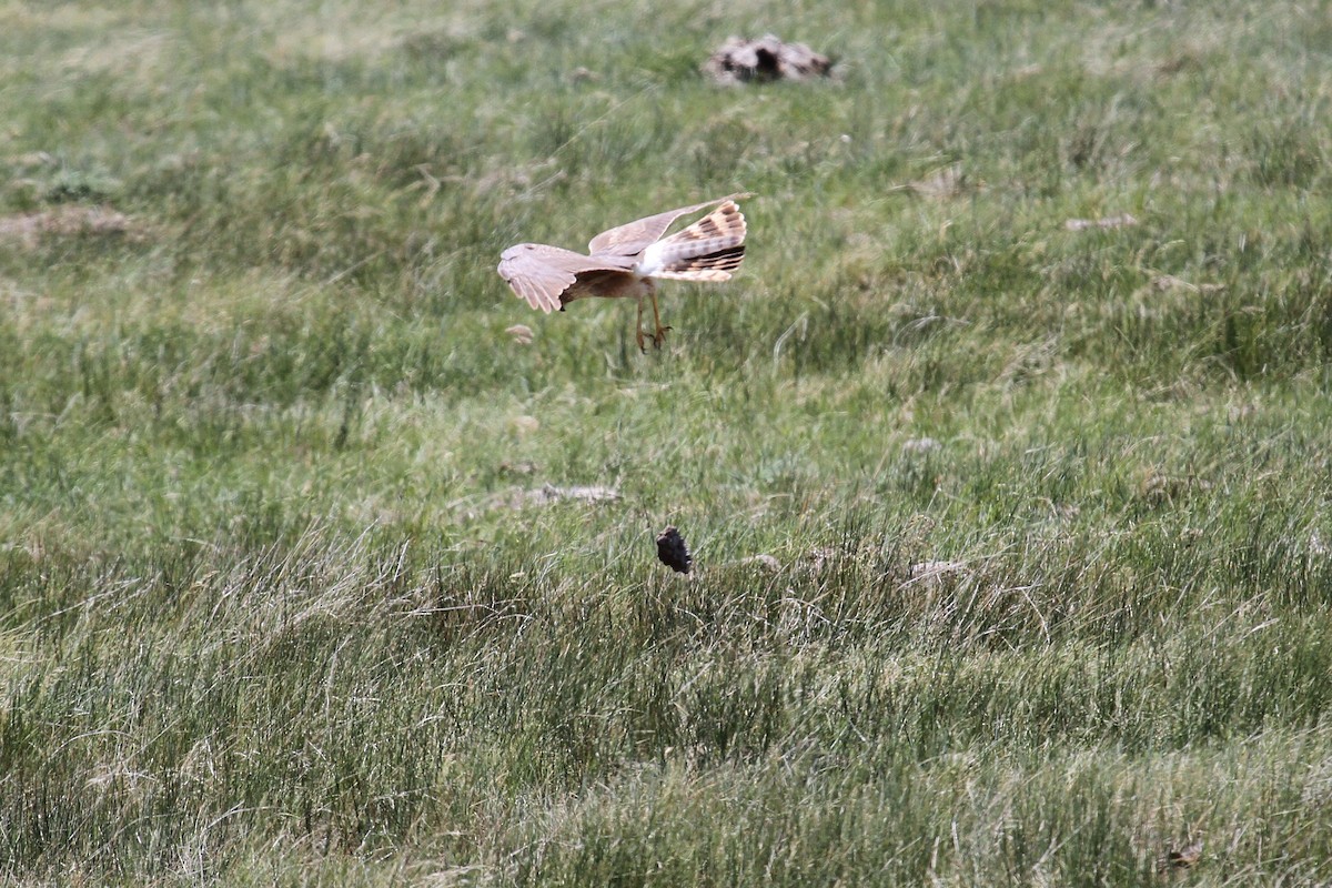 Northern Harrier - ML659767711