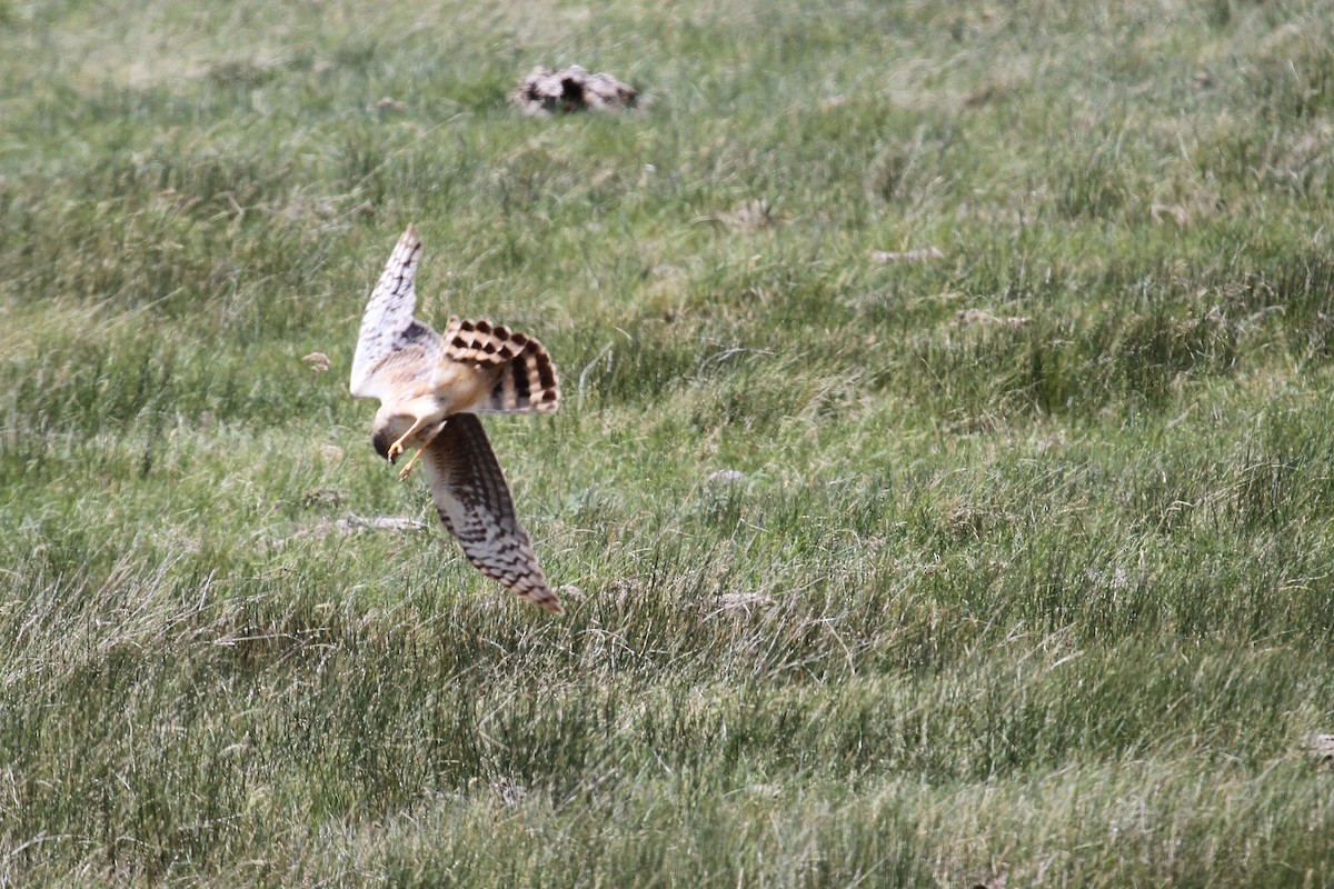 Northern Harrier - ML659767712