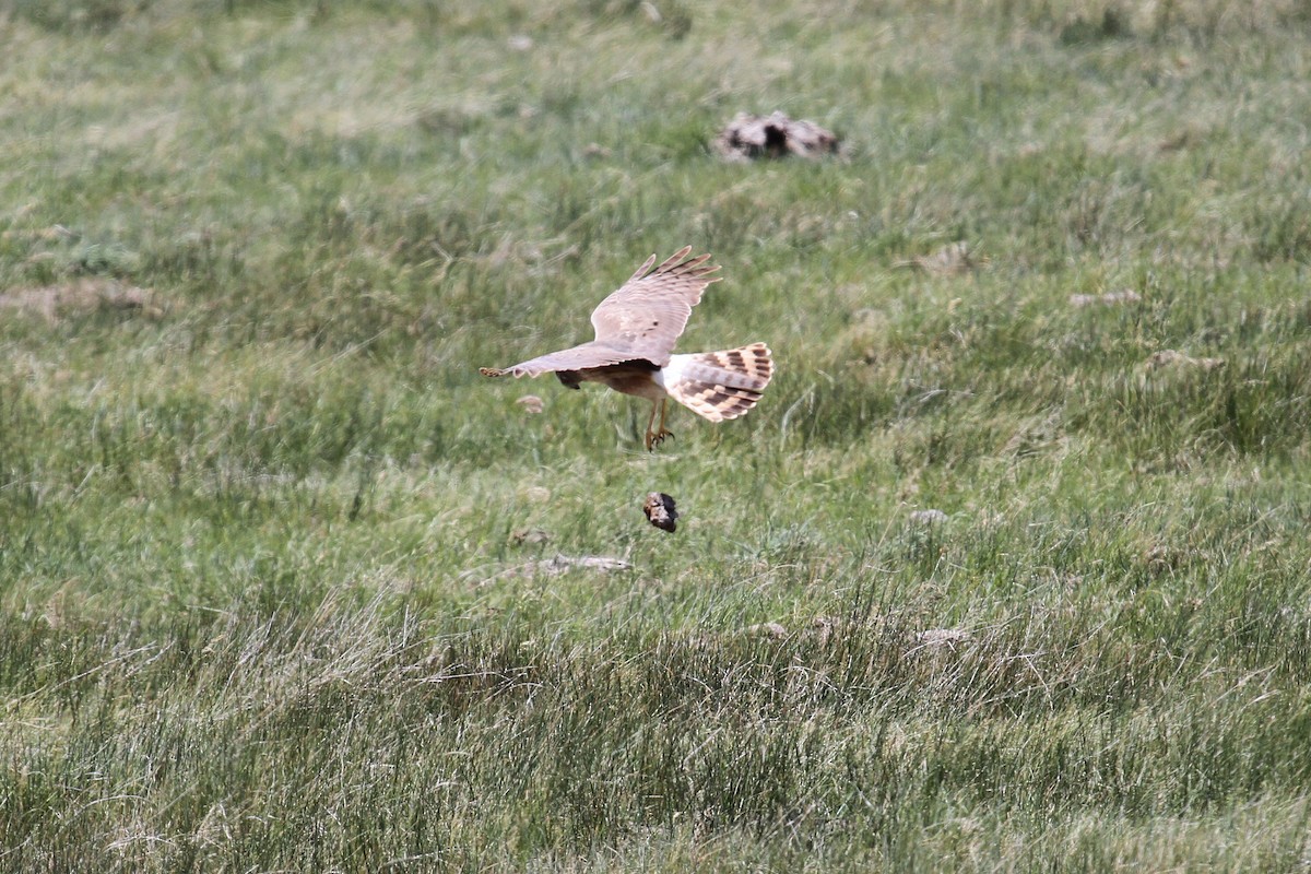 Northern Harrier - ML659767713