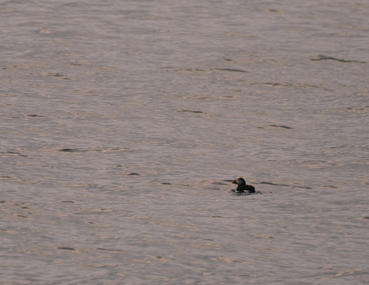 Atlantic Puffin - ML659767755