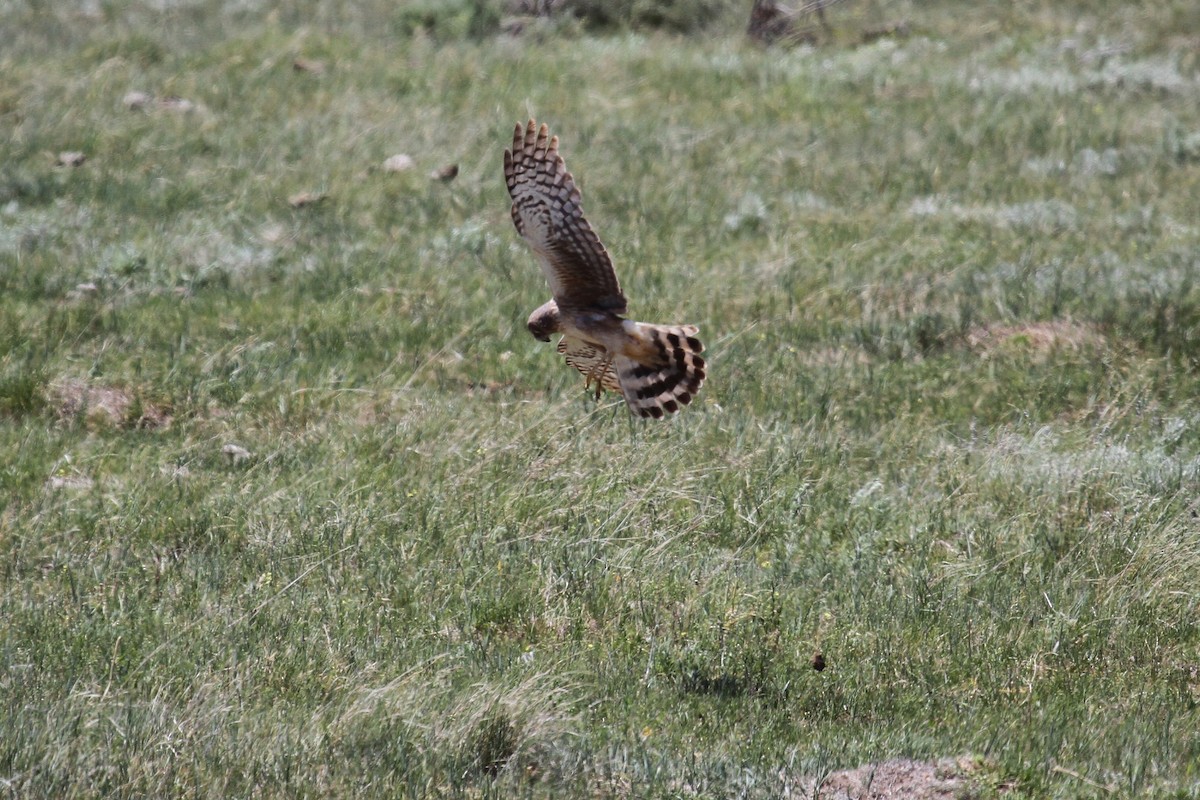 Northern Harrier - ML659767756
