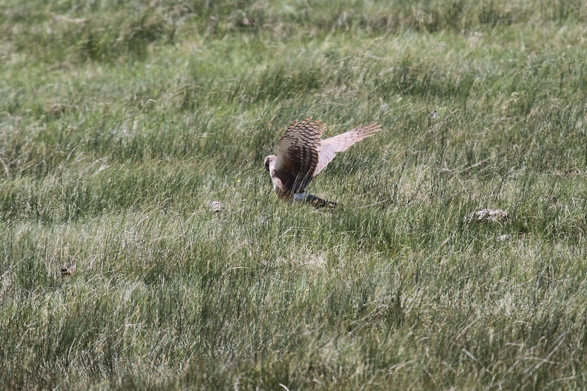 Northern Harrier - ML659767761