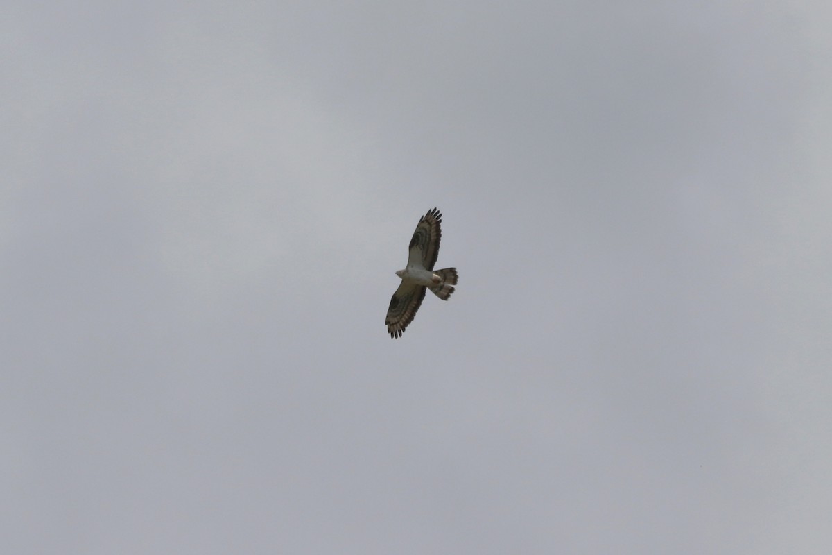 European Honey-buzzard - ML659768711