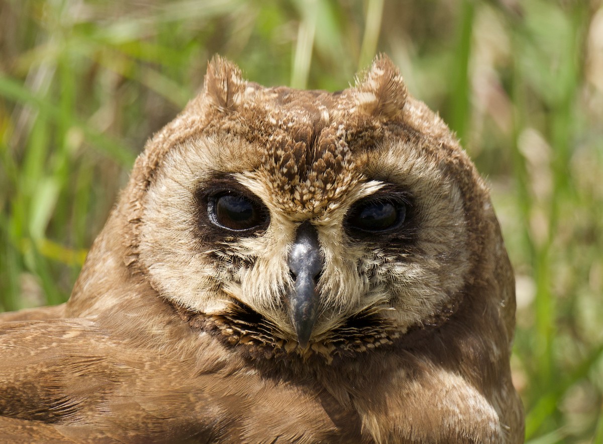 kalous africký - ML659768858