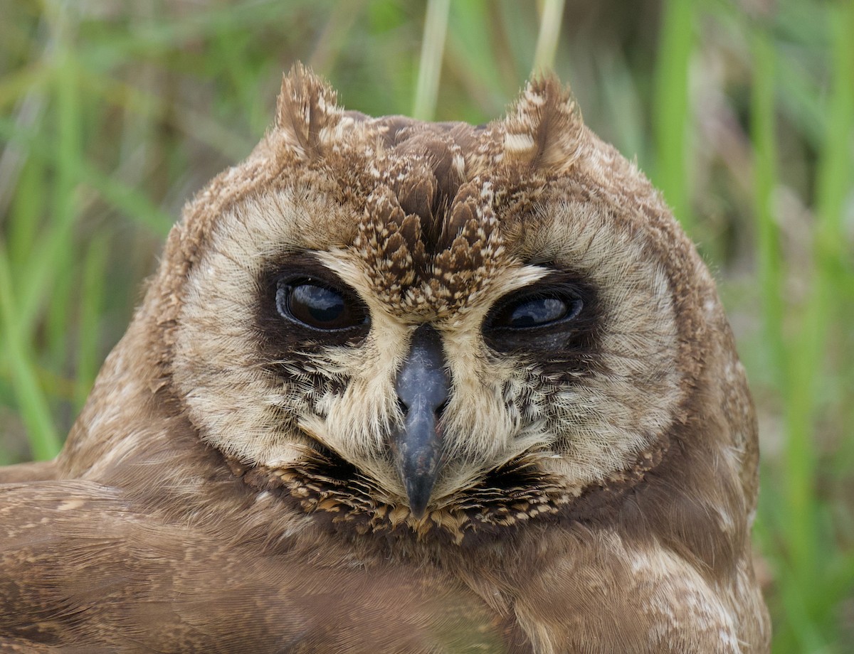 kalous africký - ML659768859
