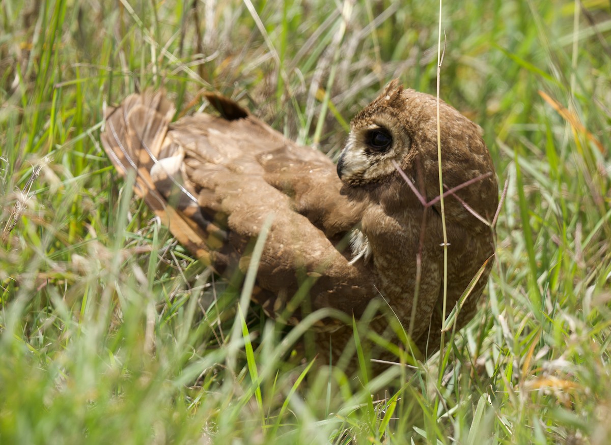 kalous africký - ML659768871