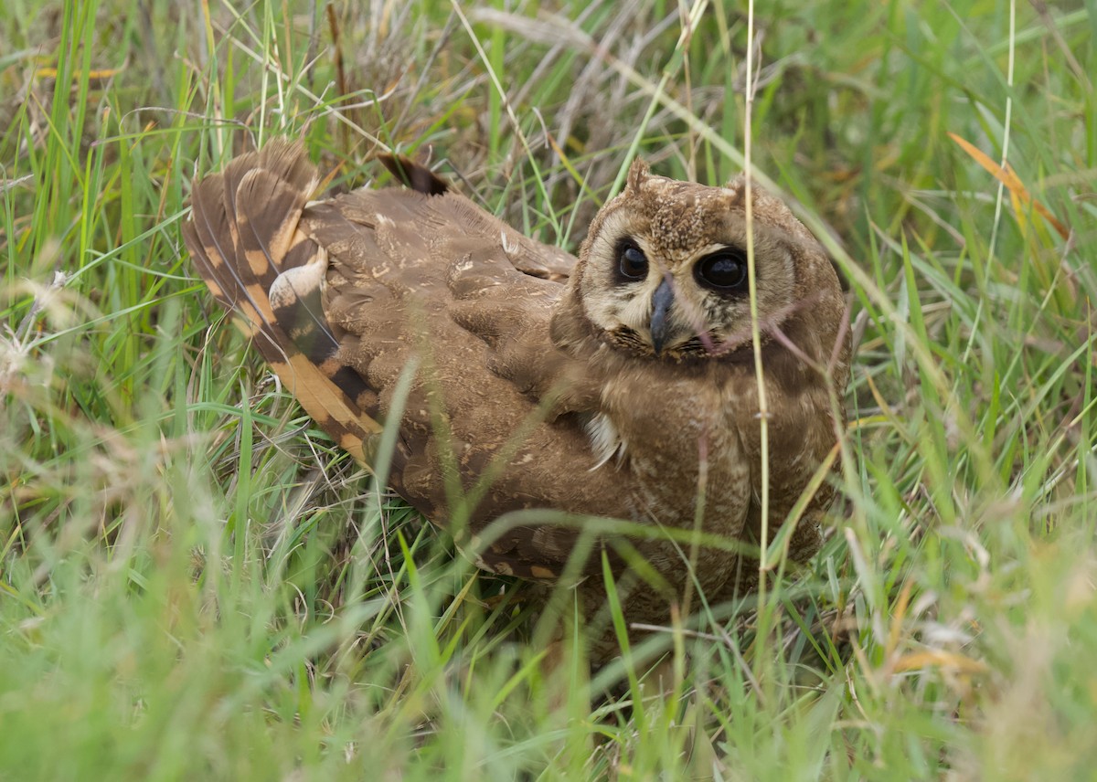 kalous africký - ML659768874