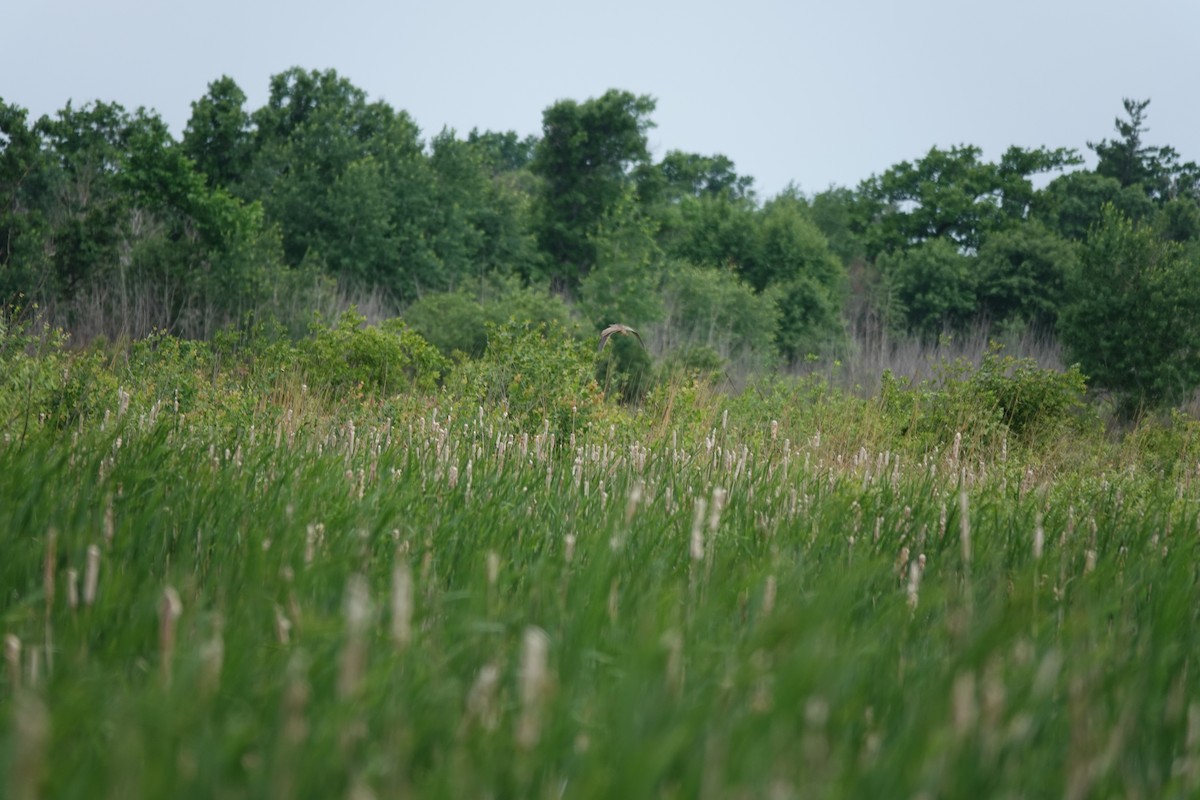 Northern Harrier - ML659768879