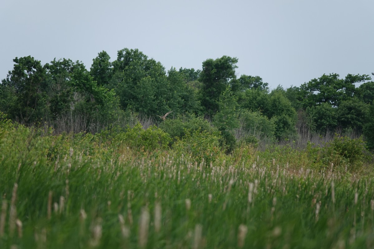 Northern Harrier - ML659768880