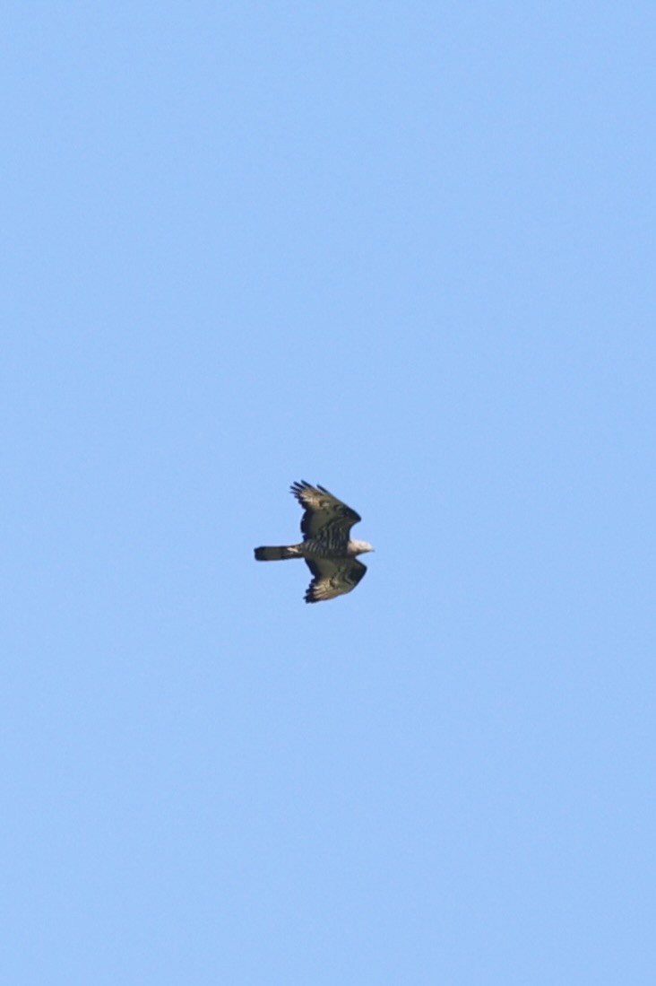 European Honey-buzzard - ML659769032