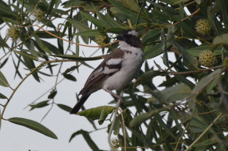 White-browed Sparrow-Weaver - ML659769413