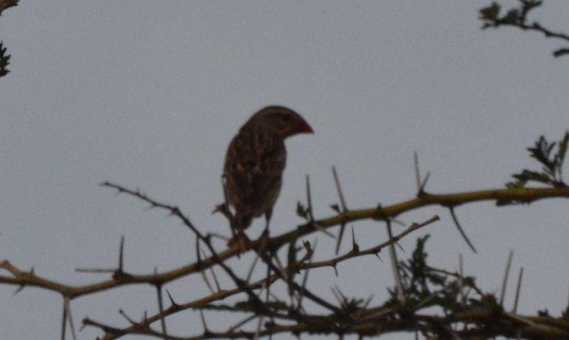 Red-billed Quelea - ML659769415