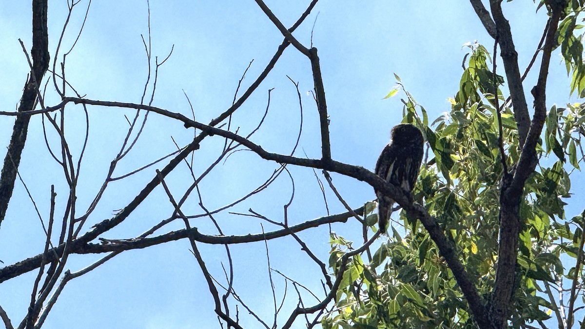 Northern Pygmy-Owl - ML659769769