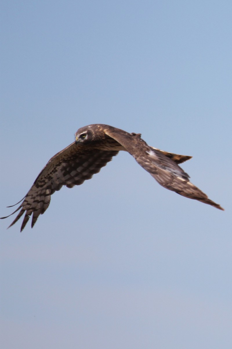 Northern Harrier - ML659769795