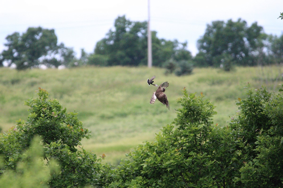 Northern Harrier - ML659769893