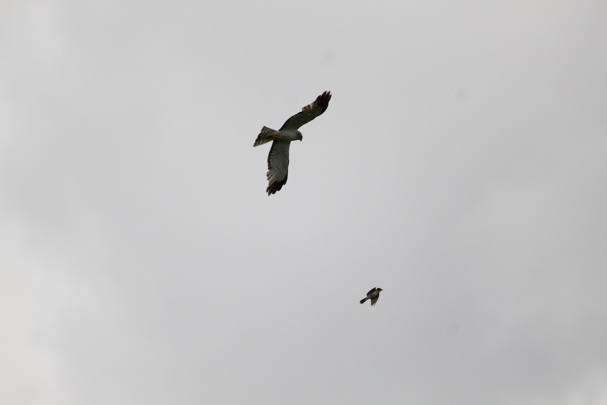Northern Harrier - ML659769894