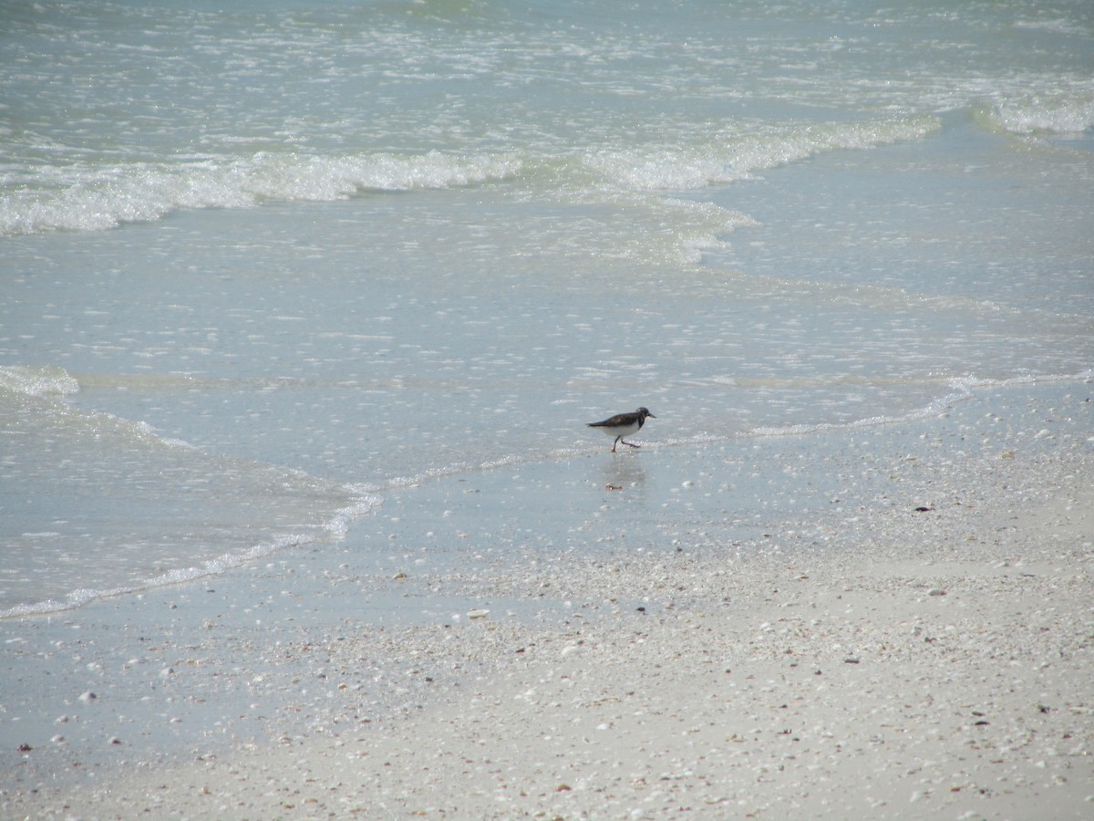 Ruddy Turnstone - ML659770419