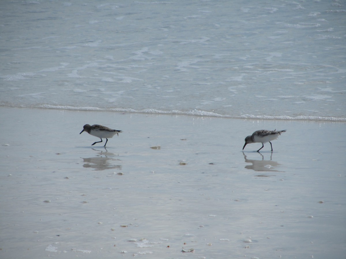 Sanderling - ML659770432