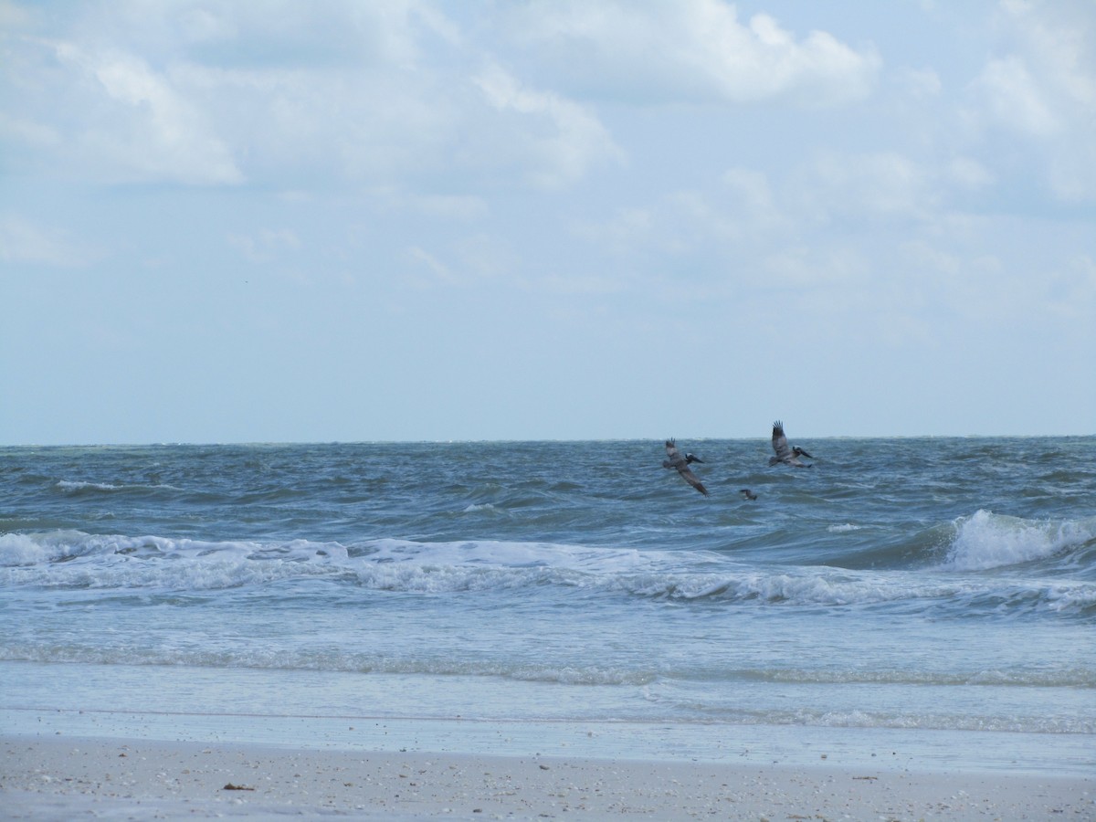 Brown Pelican - ML659770454