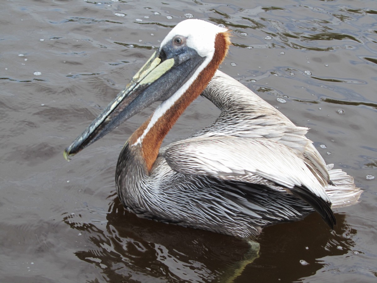 Brown Pelican - ML659770646