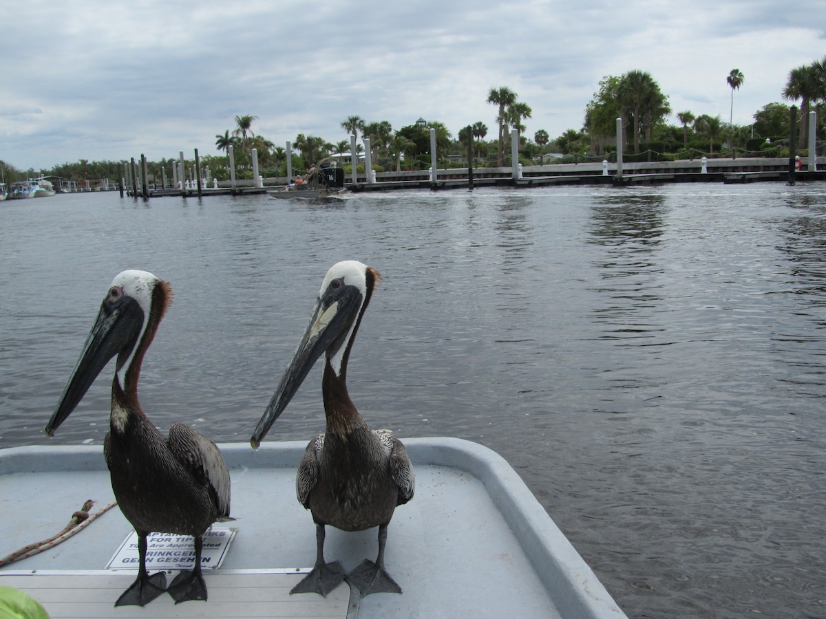Brown Pelican - ML659770652