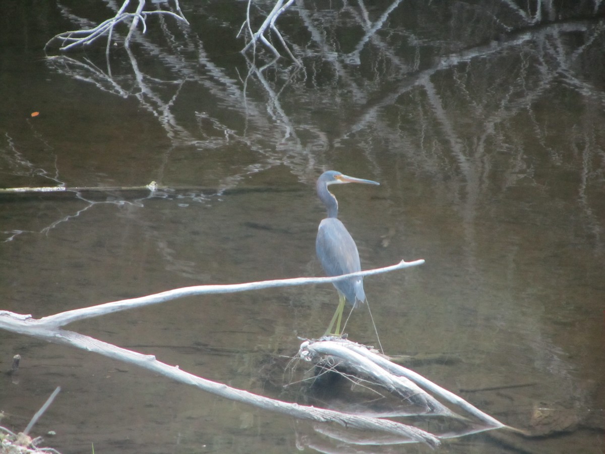Tricolored Heron - ML659770660