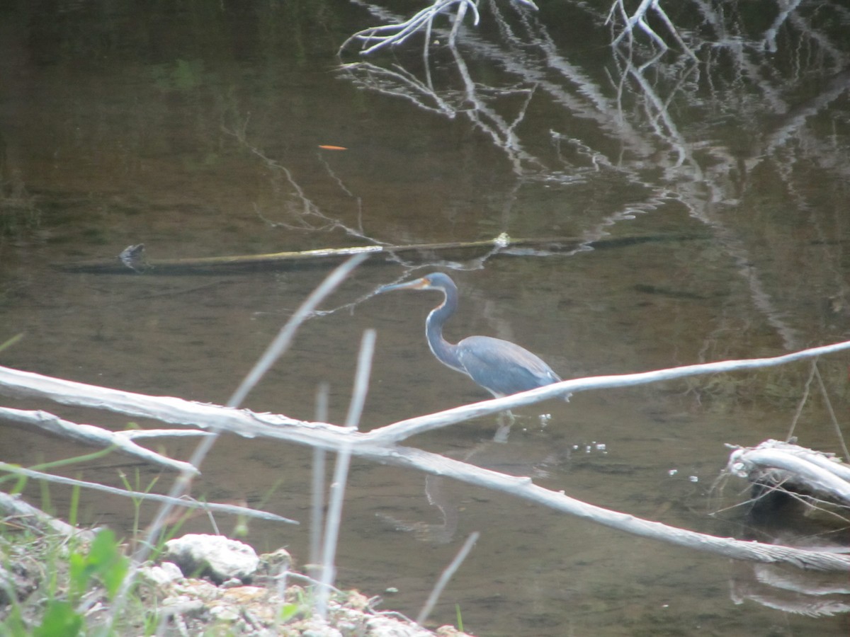 Tricolored Heron - ML659770662
