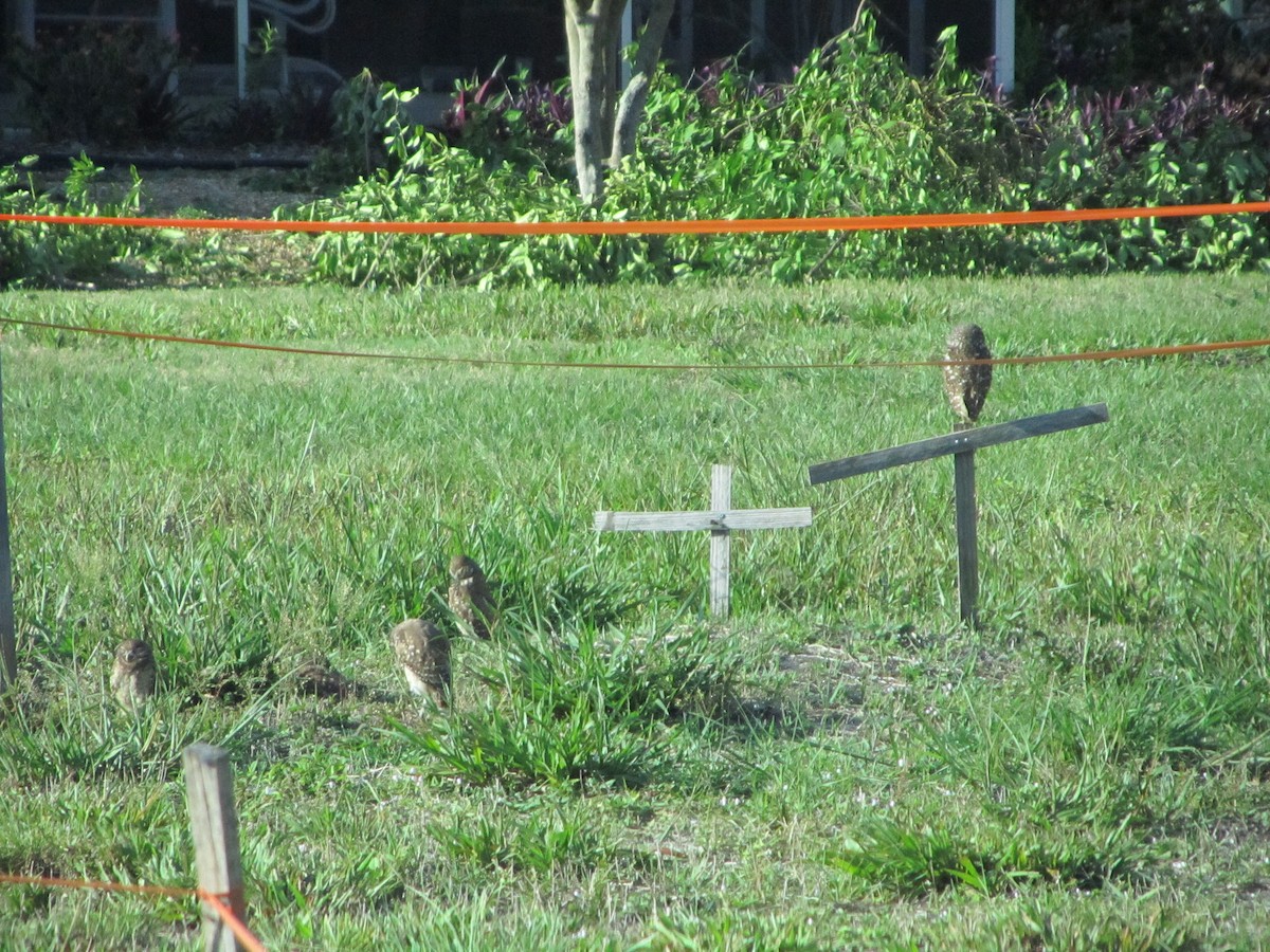 Burrowing Owl - ML659770669