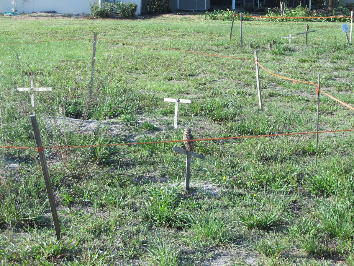 Burrowing Owl - ML659770670