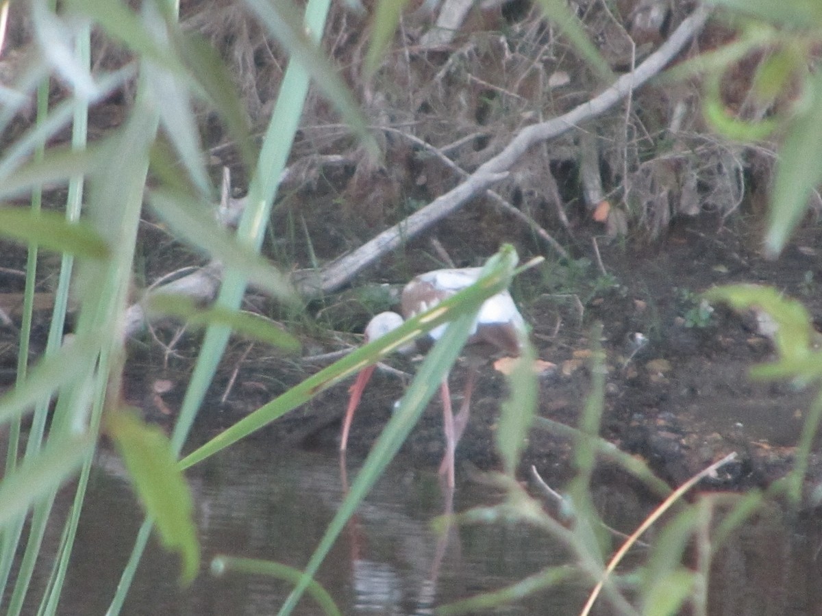 White Ibis - ML659770714