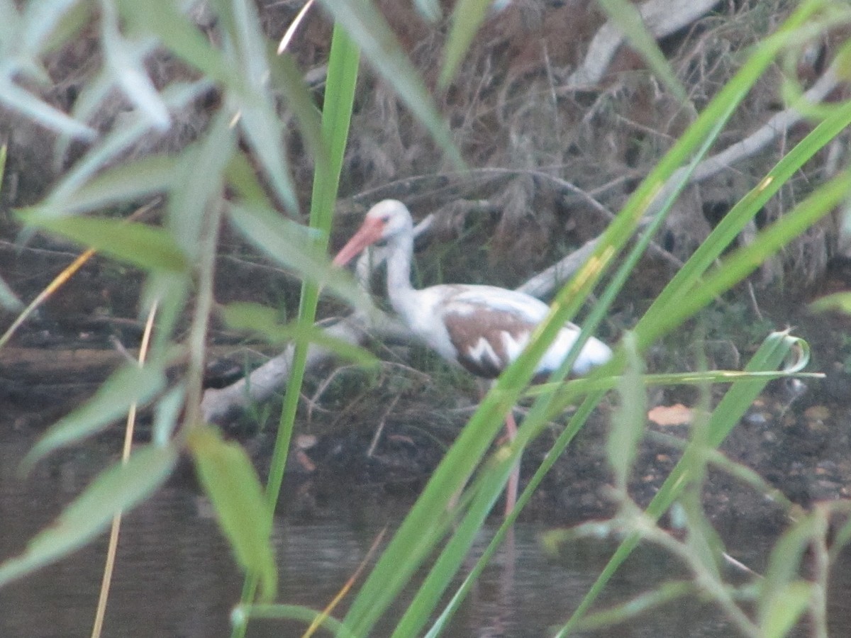 White Ibis - ML659771036