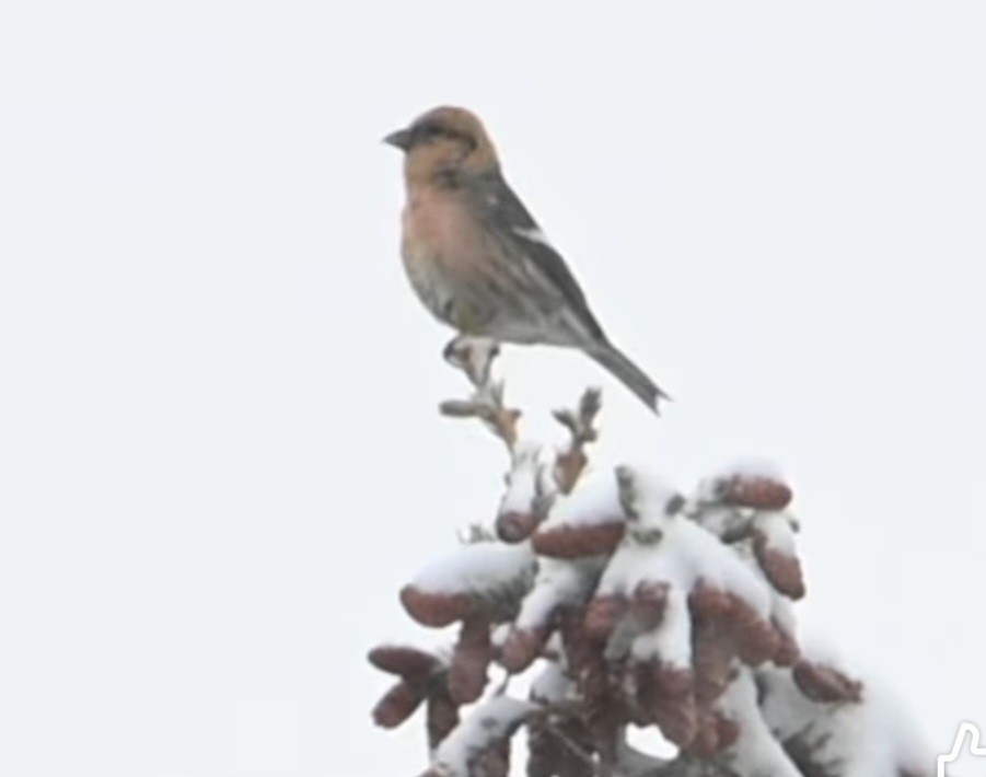 White-winged Crossbill - ML659771059