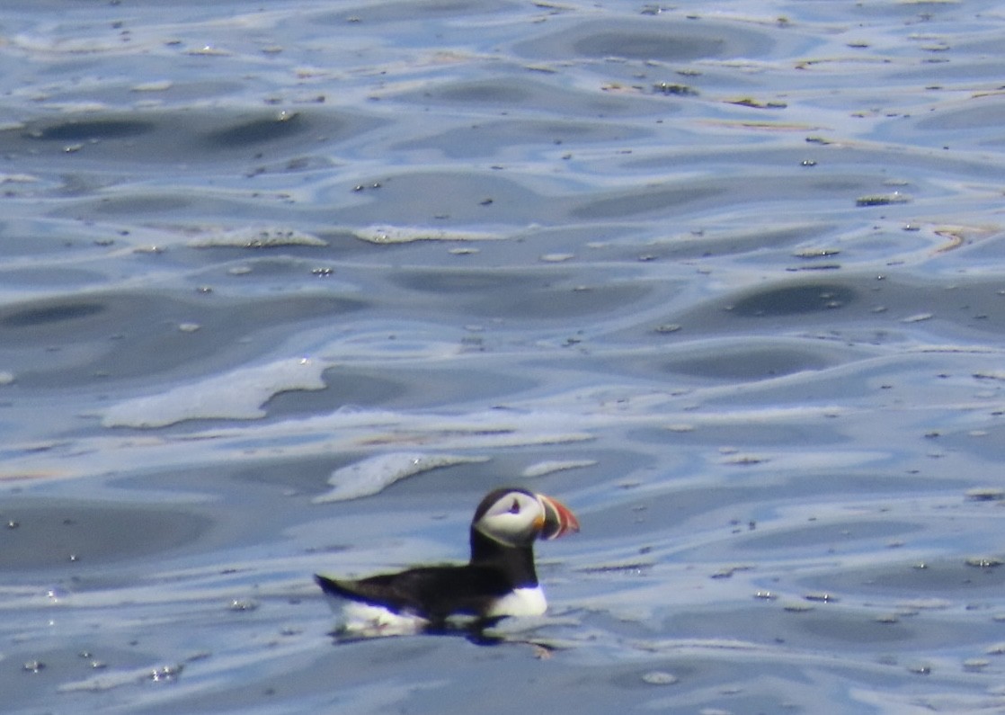 Atlantic Puffin - ML659771465