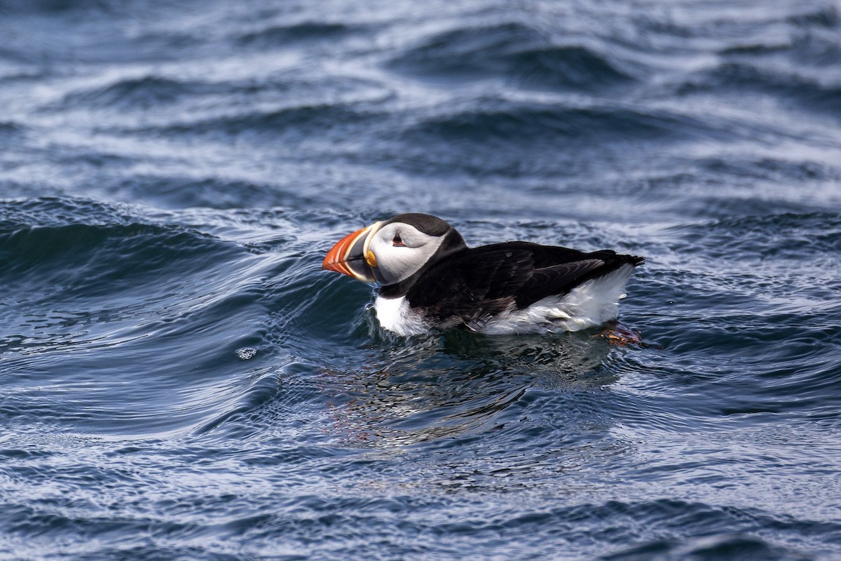 Atlantic Puffin - ML659771983