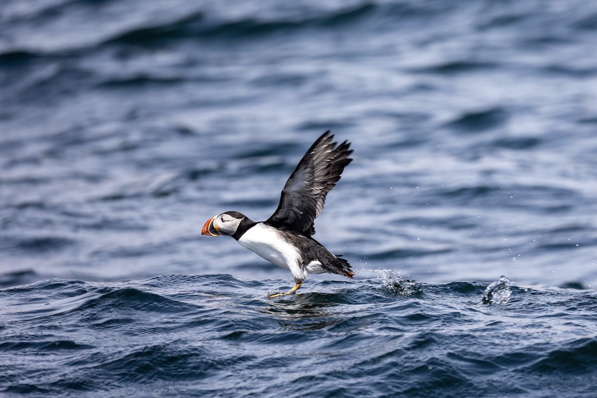 Atlantic Puffin - ML659772000