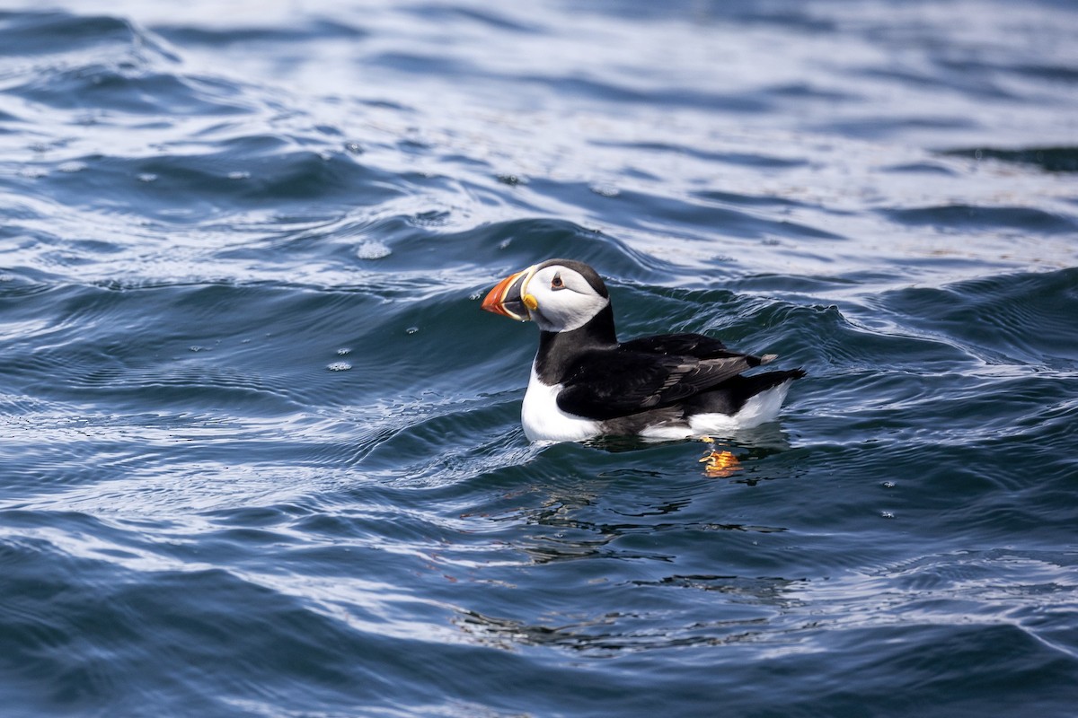 Atlantic Puffin - ML659772026