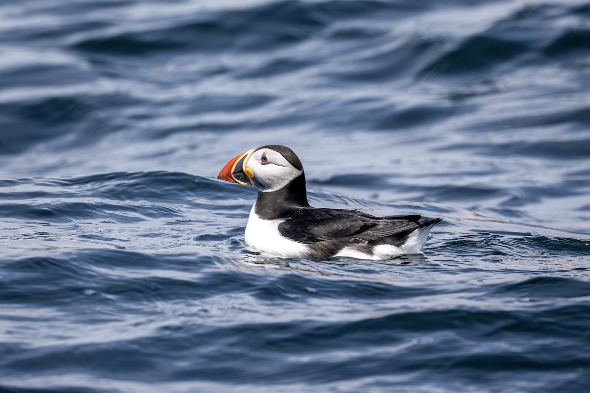 Atlantic Puffin - ML659772047