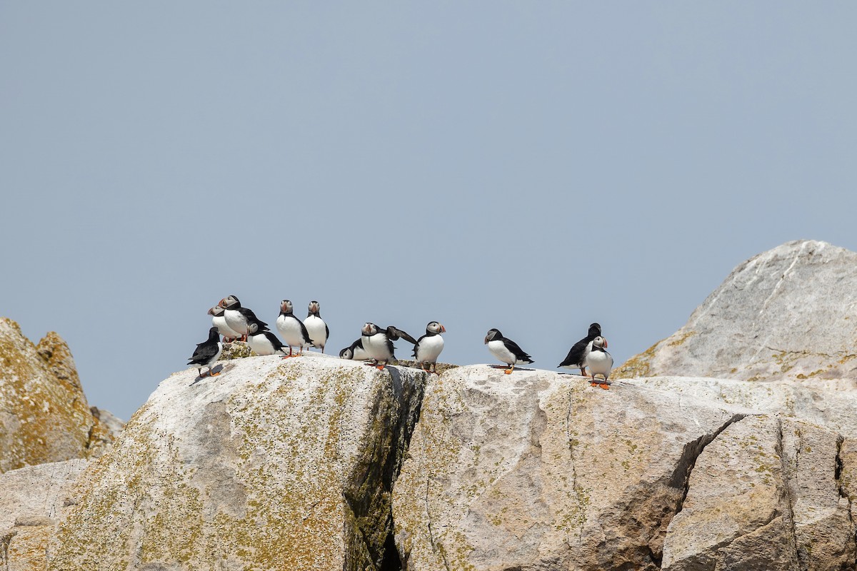 Atlantic Puffin - ML659772158