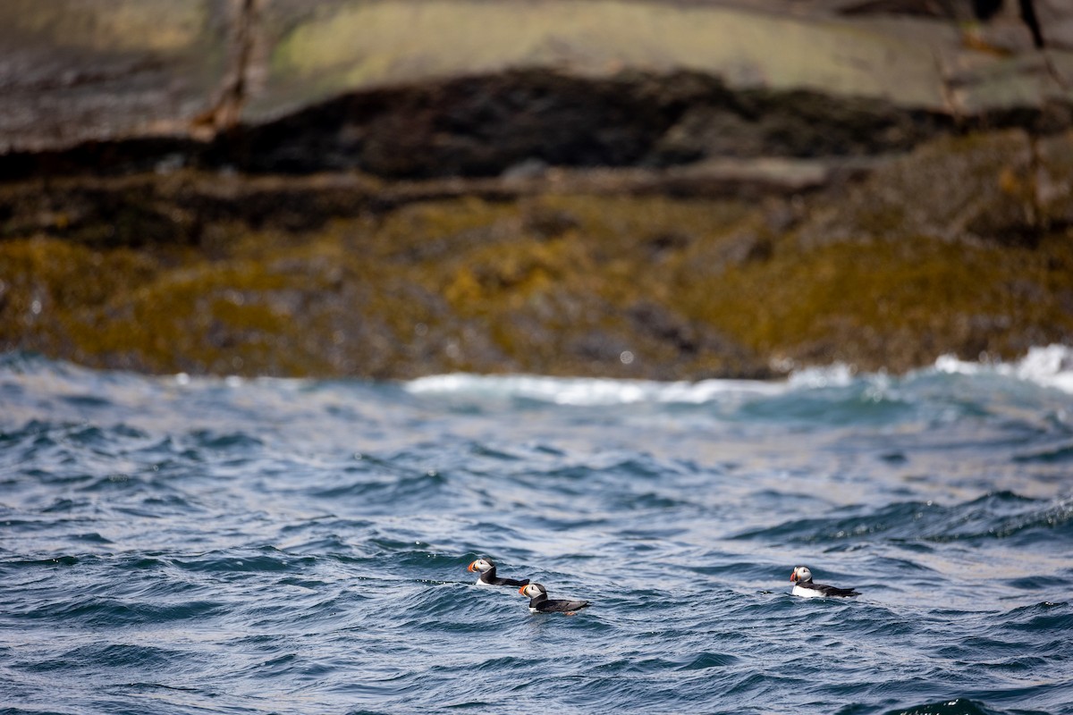 Atlantic Puffin - ML659772352